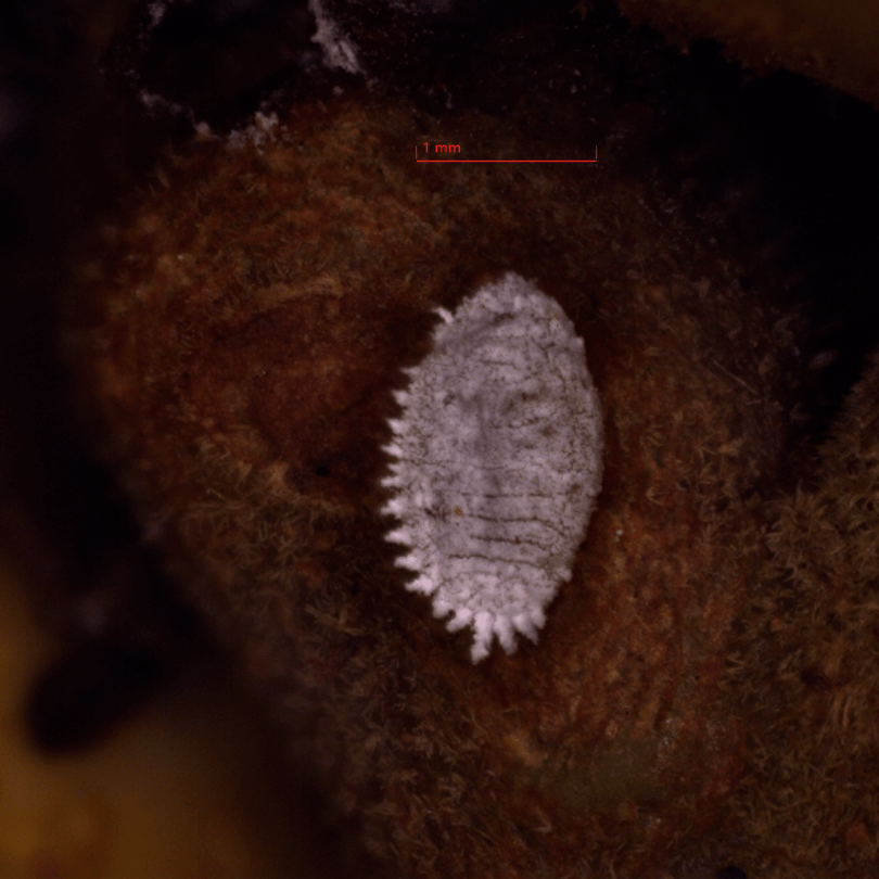 克贝尔氏粉蚧 pseudococcus jackbeardsley出口前要求7