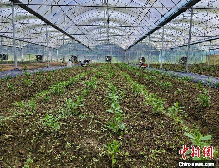 海南五指山野菜从山野采摘走向大棚种植