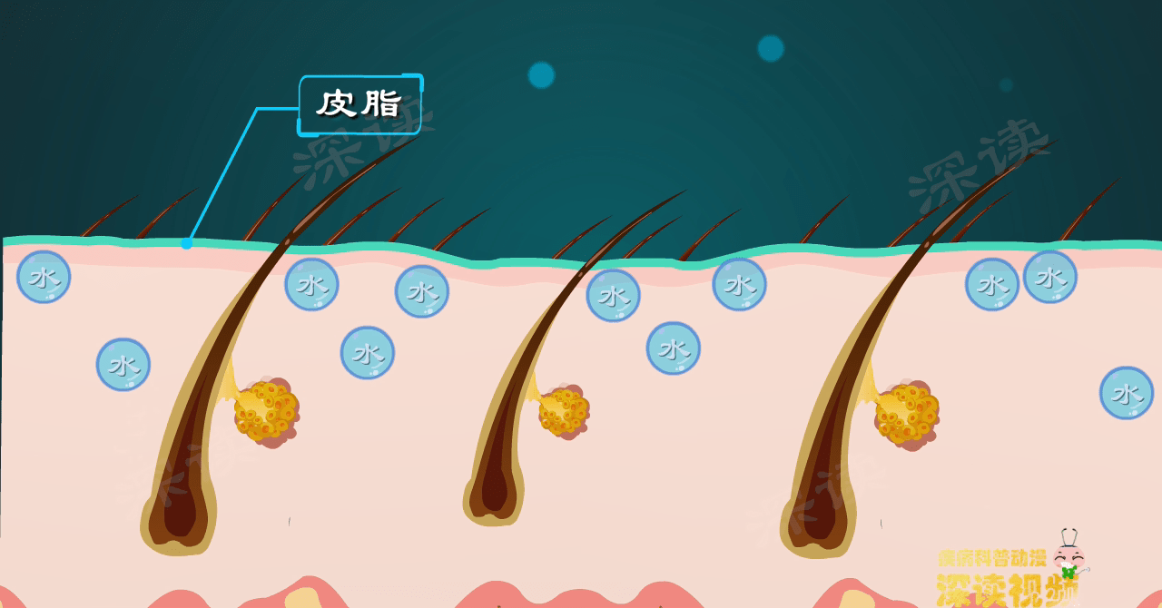 皮脂可以防止水分蒸發,使皮膚變得光滑,柔潤.