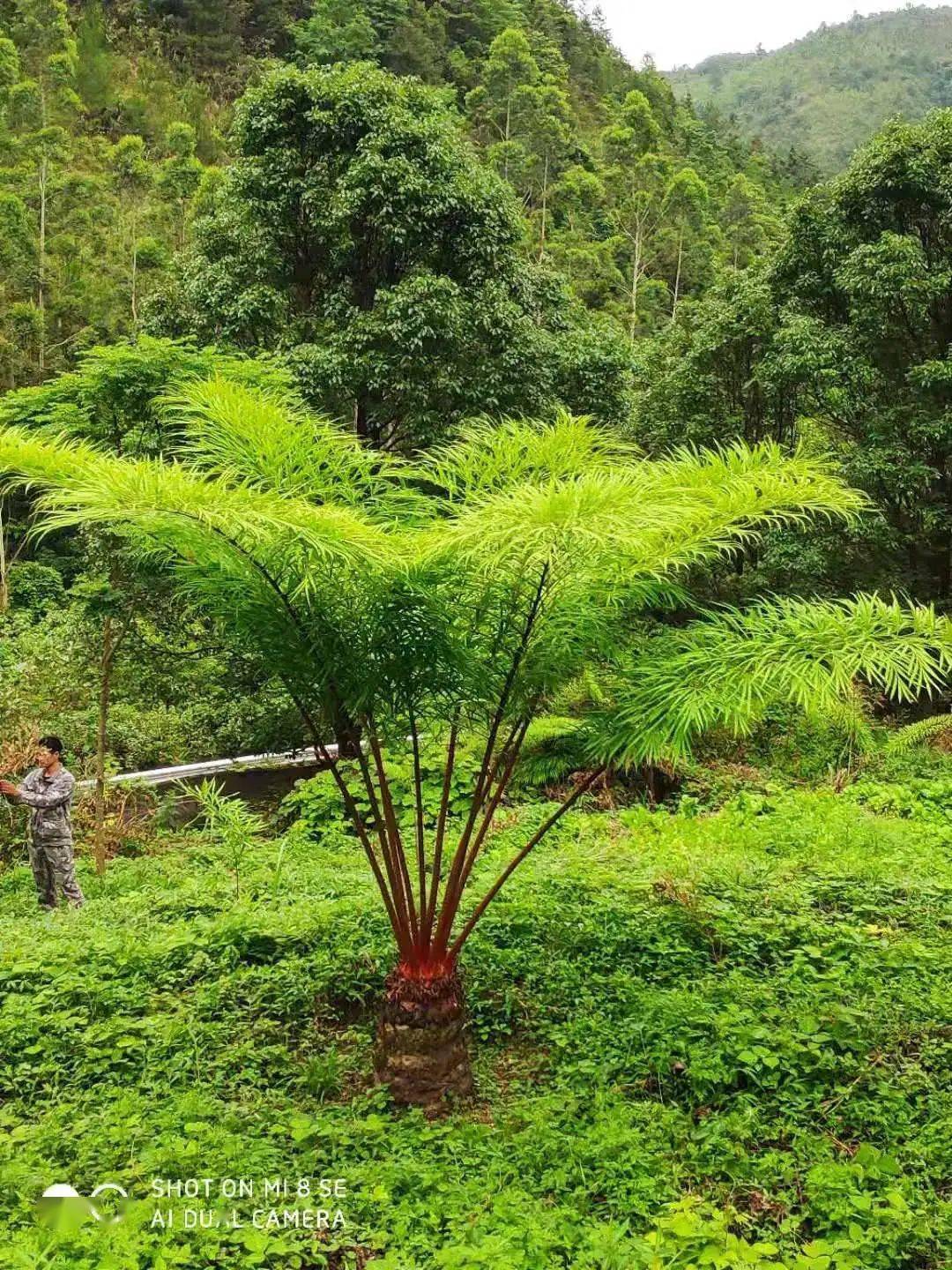 700株德保苏铁二次回归自然