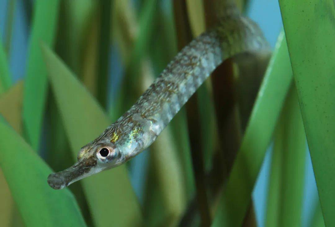 trumpetfish(喇叭 鱼)管口鱼英文名就这么来了于是也叫做喇叭鱼科学