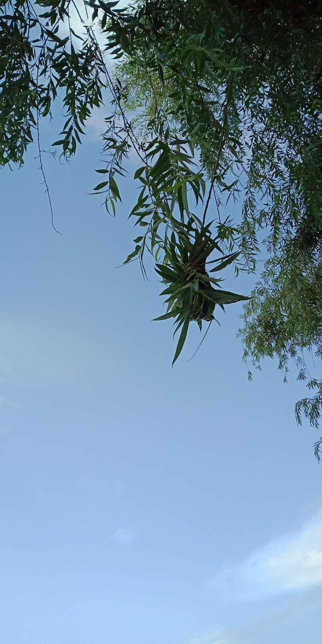 六月鱼获心情好的不像话晨钓连杆不断