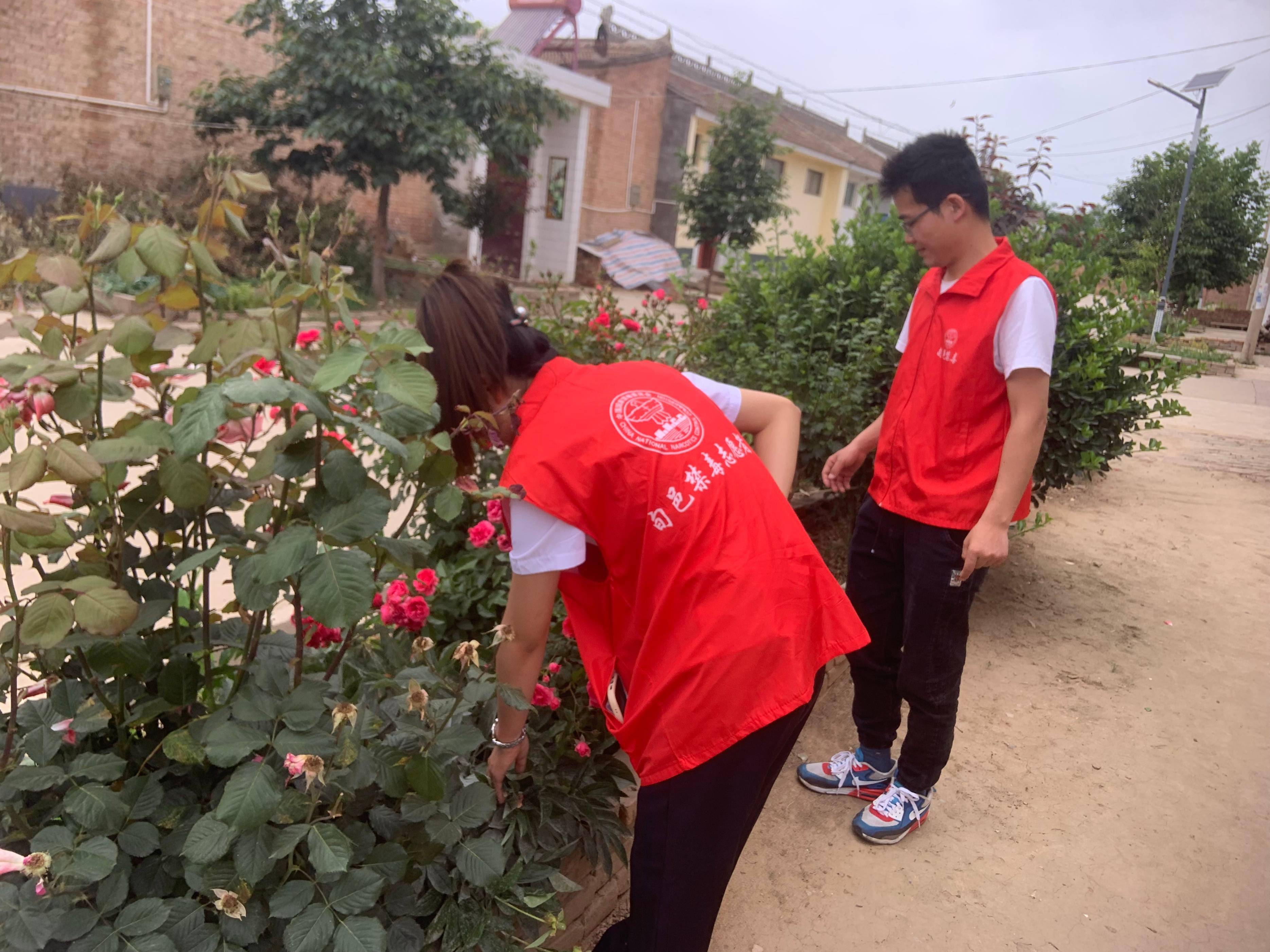 正值罂粟开花季 禁毒铲毒正当时 旬邑县太村镇开展禁种铲毒踏查活动