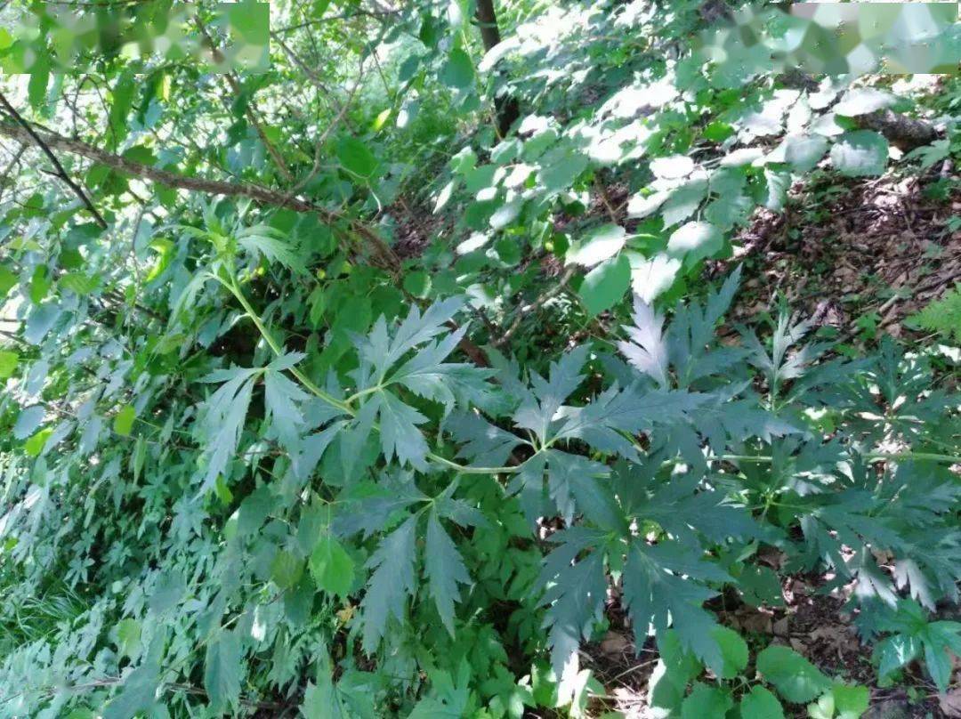 其实也是属于有毒中药材,生品的草乌被列为我国医疗28种毒性药品中的