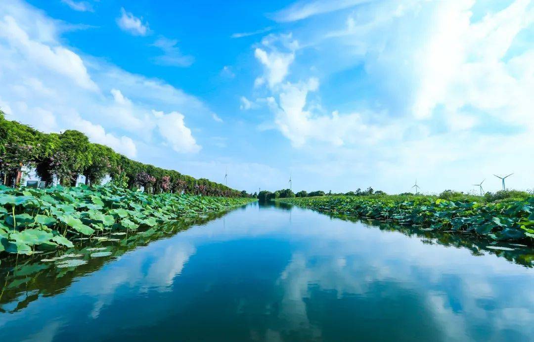 好消息,金湖荷花荡今天开园啦!_景区_荷塘_夏天