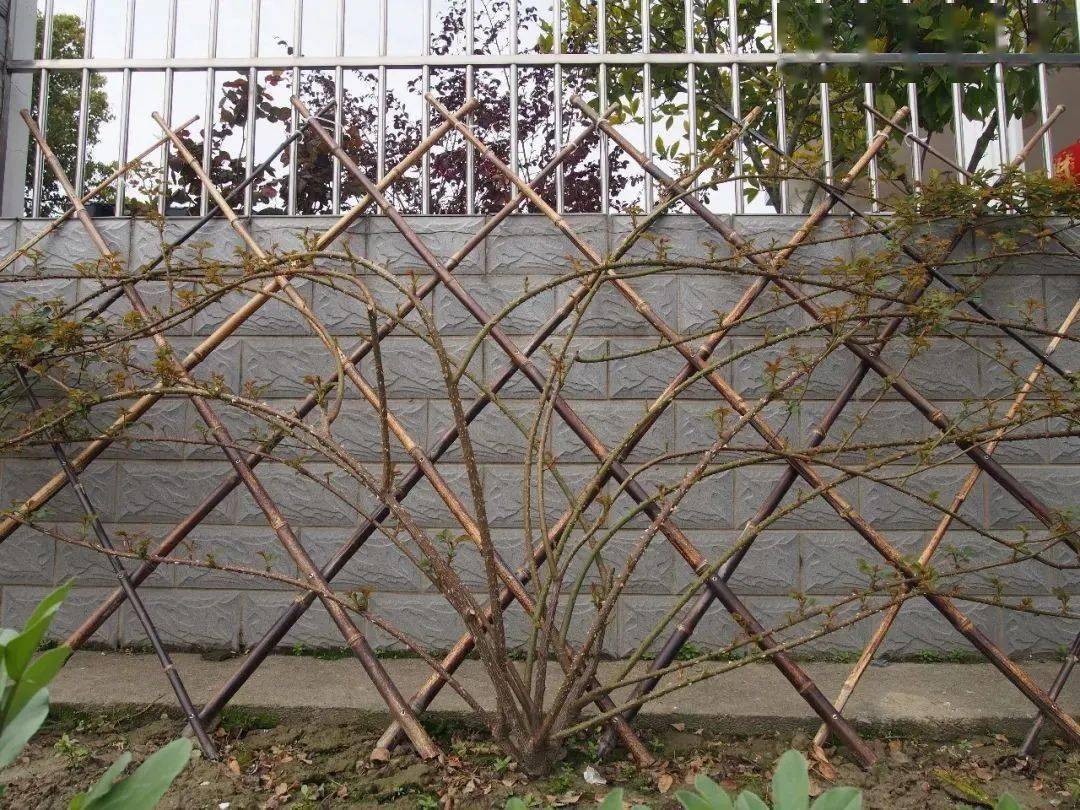 藤本月季牵引,一般是将月季枝条横向拉直,打破枝条顶端生长优势,促使