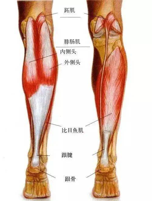 正常的小腿肌肉图片图片