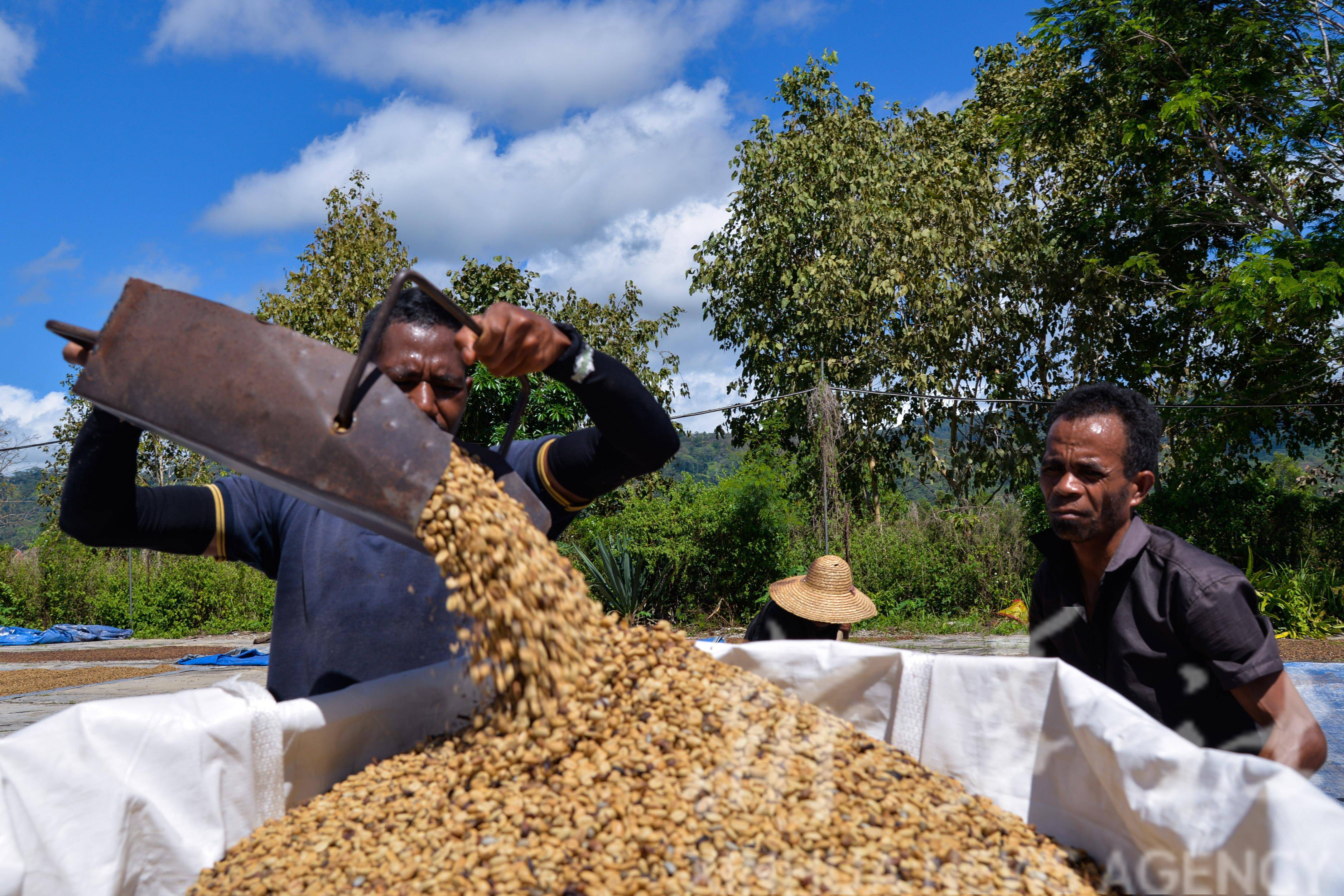 在东帝汶埃尔梅拉一家咖啡厂的晒场上,工人将晾晒好的咖啡豆装袋