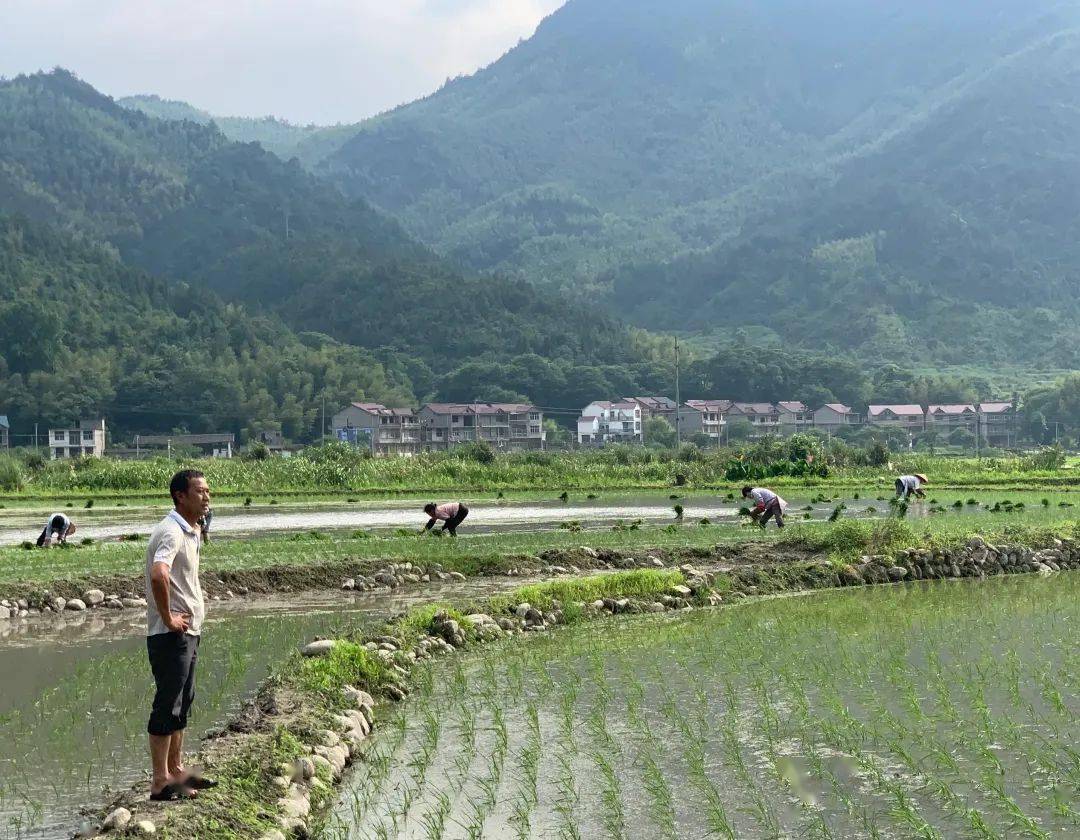 上饶广信：青山绿水育好米 百姓走上致富路