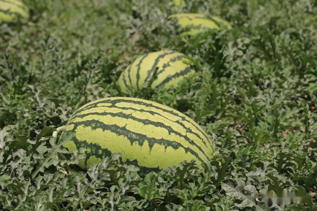 硒砂_西瓜_新疆