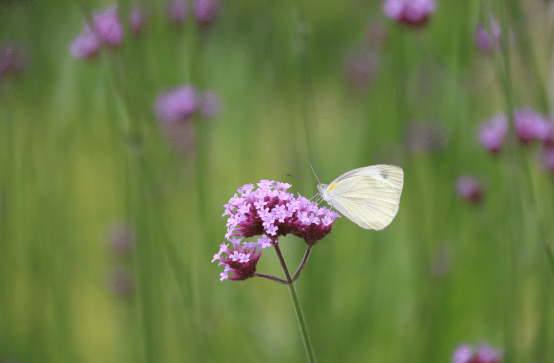 爱眼护眼 守住光明——南桥61恒贤联合小学全国爱眼日宣传教育活动