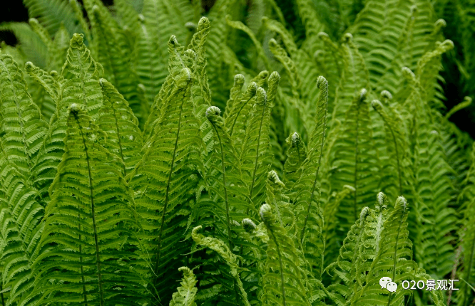 耐陰植物推薦感受陰生花境的魅力