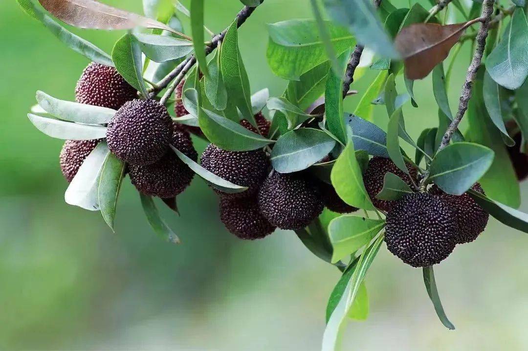 翠屏山麓杨梅红丨观海卫镇白洋飞瀑旁杨梅慢直播不见不散