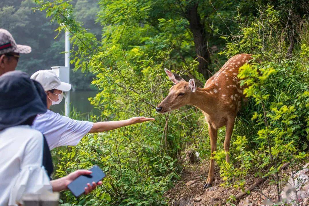 大连新名片!_梅花鹿_董文强_保护