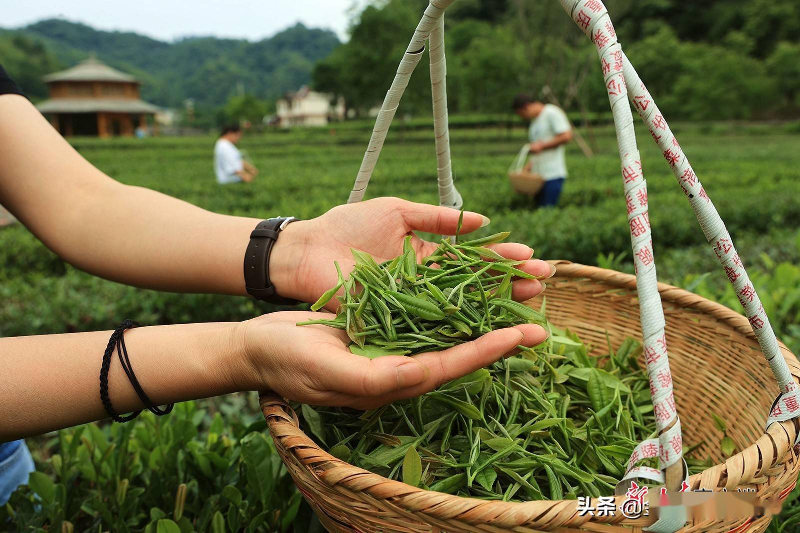 康县夏茶采摘正当时