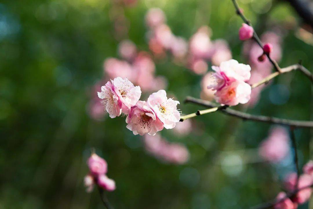 《阮郎歸·初夏》微雨過,小荷翻.榴花開欲然.