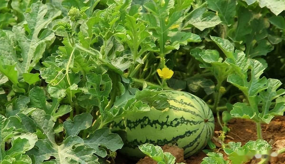 影响西瓜膨大因素及西瓜膨大期的管理方式_植株_防治_苗床