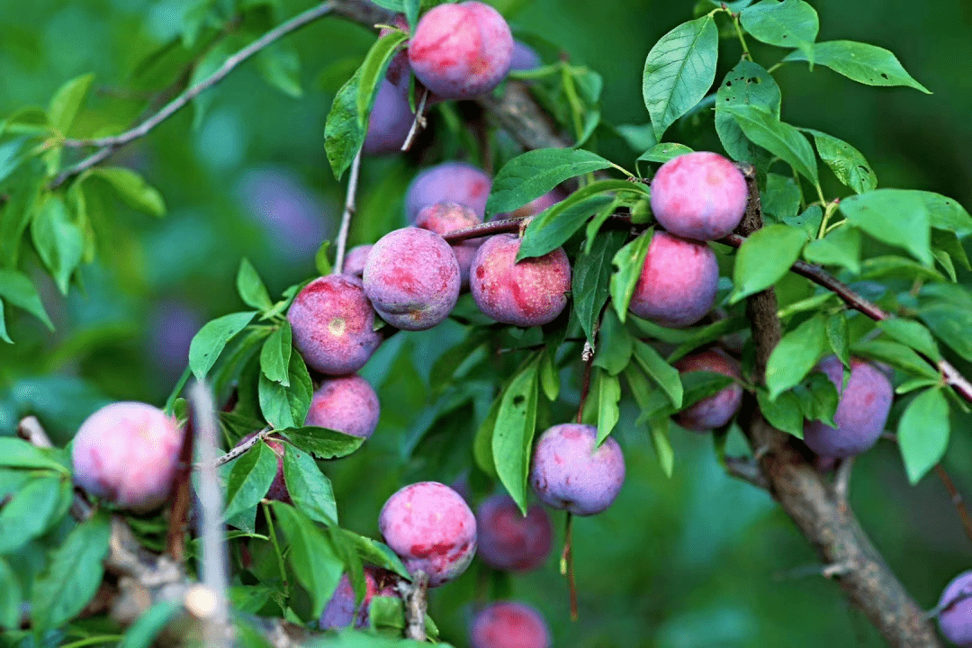 茂名信宜三华李种植30多万亩成为致富果