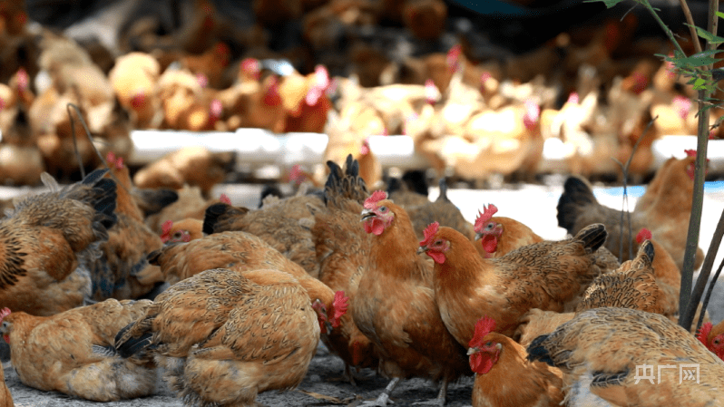 乡村振兴看海南丨文昌市:小小文昌鸡成就"致富梦"