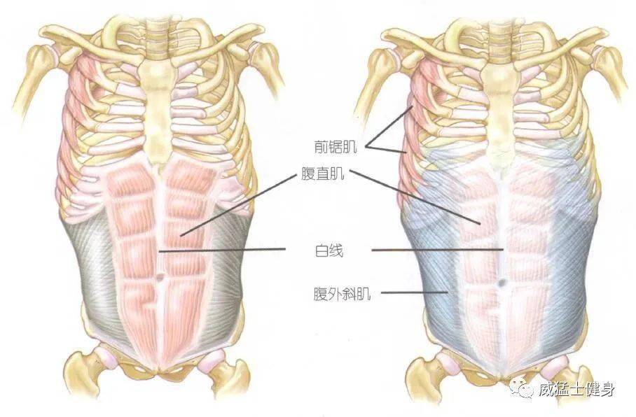 腹肌错位图片图片