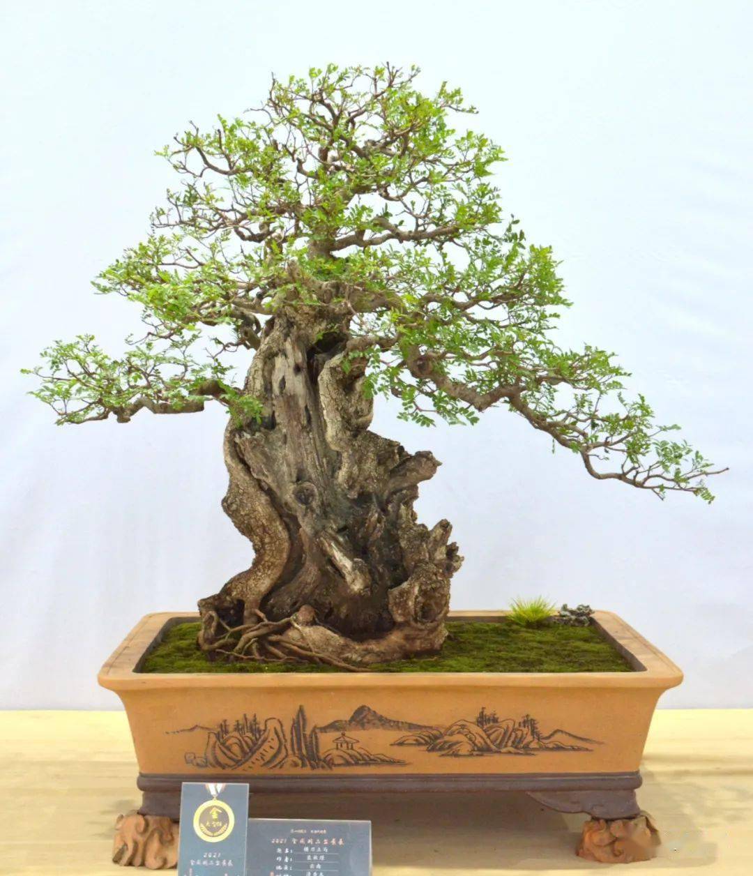 一代天骄(赤松▲特等奖 大型组南京盆景乐园网作品(真柏▲特等奖