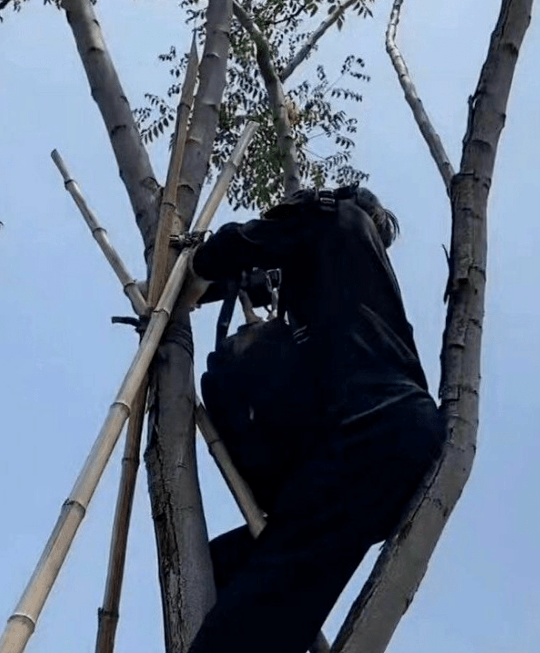 偷拍者扛相機爬樹上,屋頂上趴一排太危險_進行_鏡頭_照片