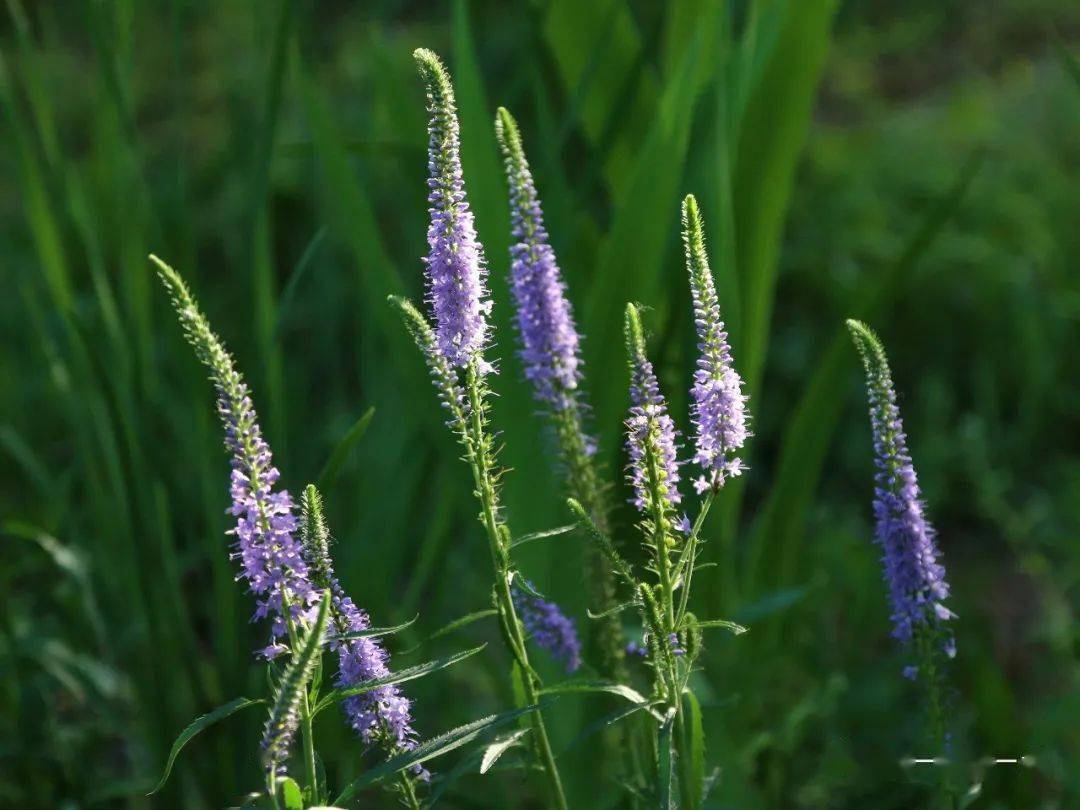 穗花婆婆纳节节高