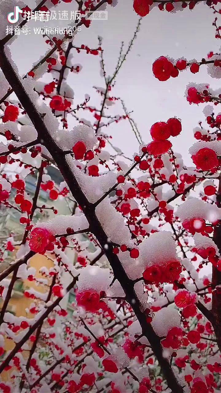 武汉网友静看花开花落拍摄的下雪时红梅转载视频非原创