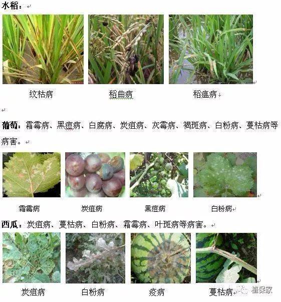 嘧菌酯千万不能这样用10个用了9个有药害