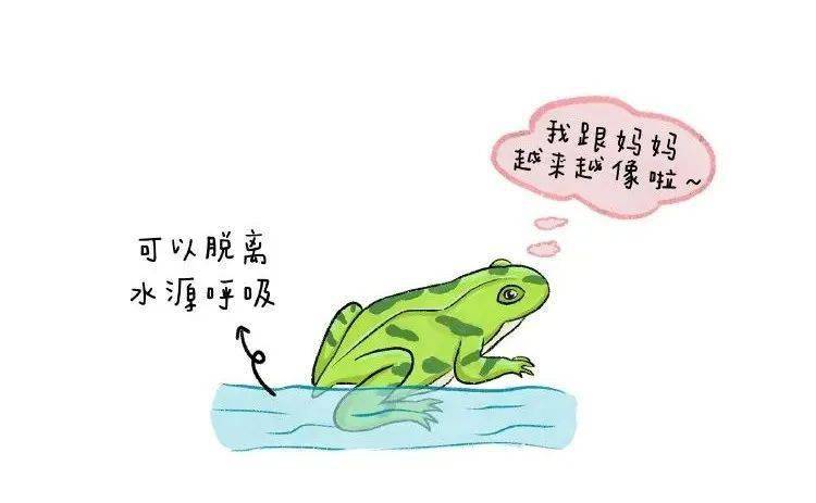 夏天到了一张图带孩子了解小蝌蚪变青蛙全过程