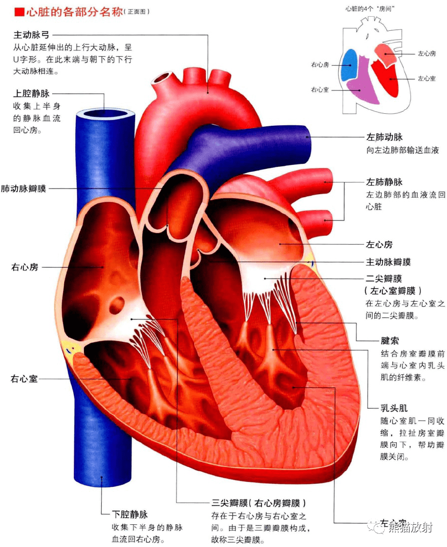 肺与心脏的解剖关系图图片