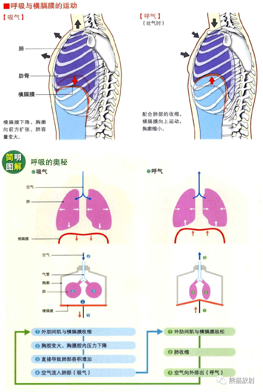 乳房心肺区位置图片图片