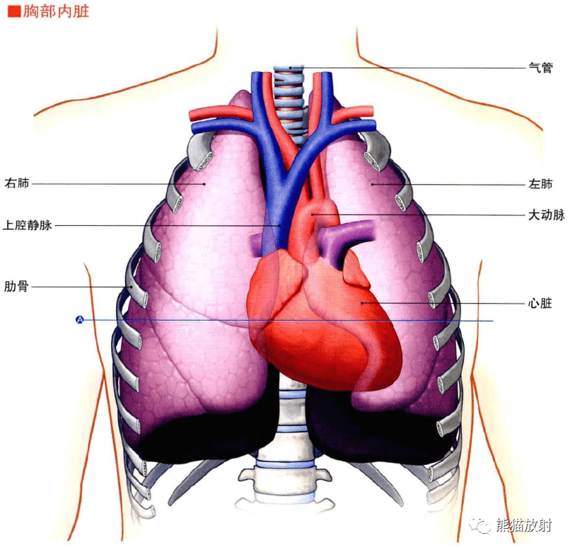3d解剖丨胸部肺部心脏
