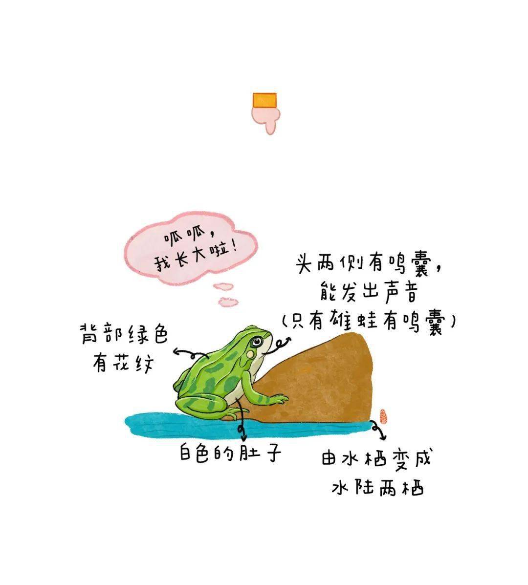 夏天到了一张图带孩子了解小蝌蚪变青蛙全过程