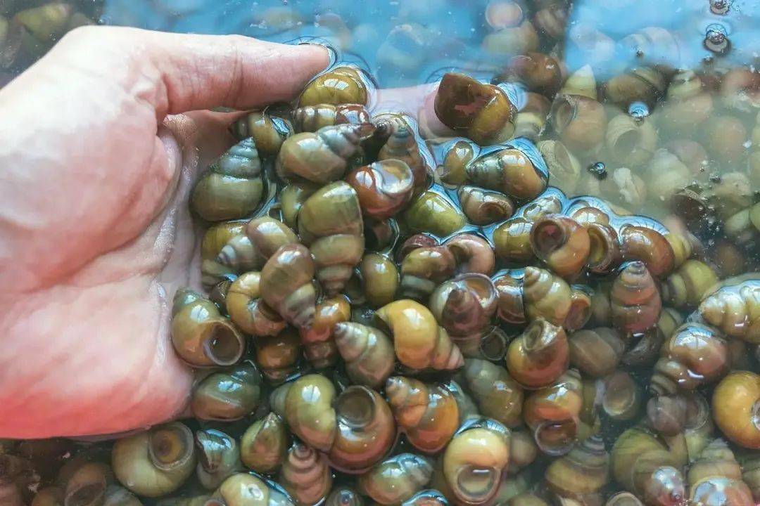 这里水域宽广,水质清澈,远离污染,专业田螺养殖基地.