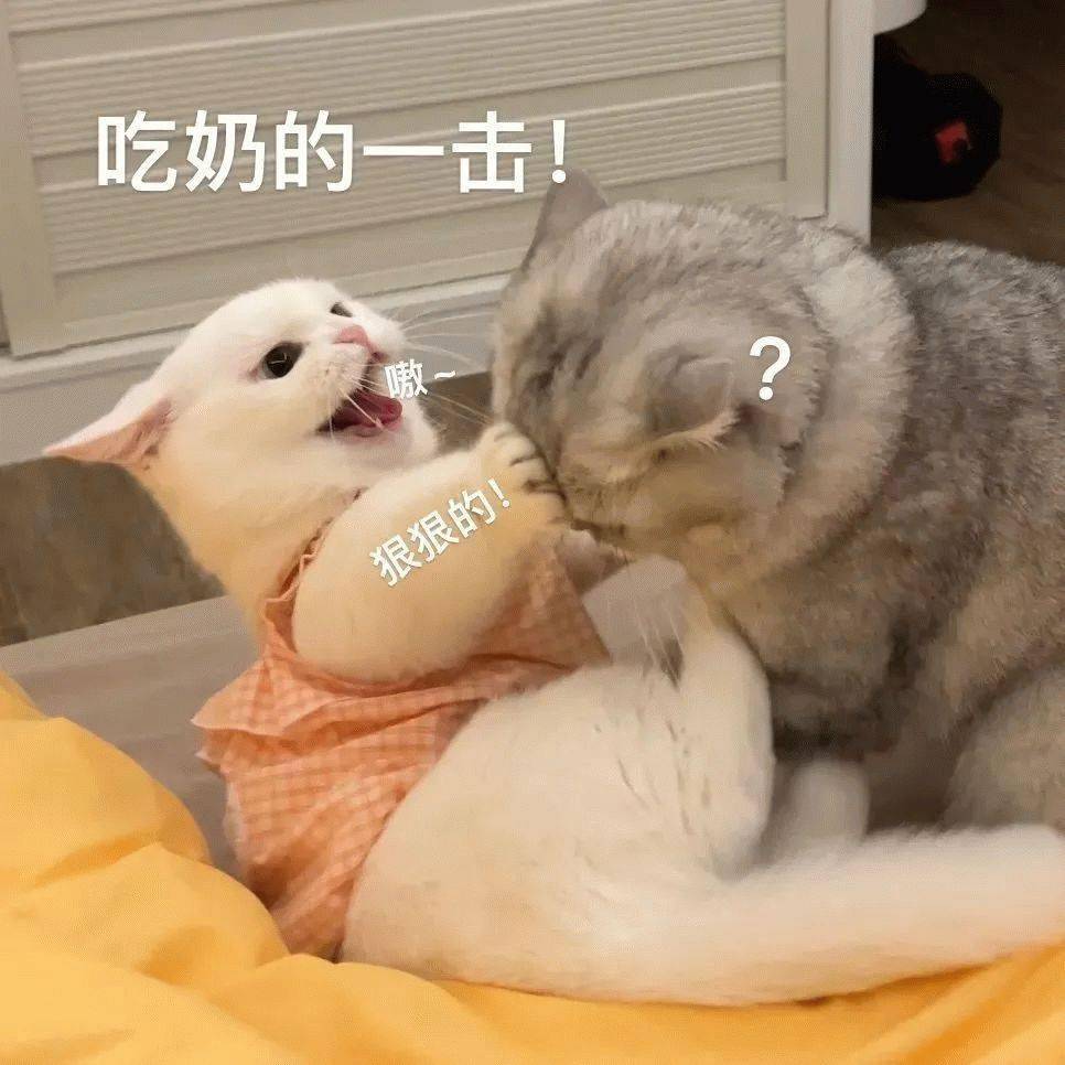 喵君_奶子_猫咪