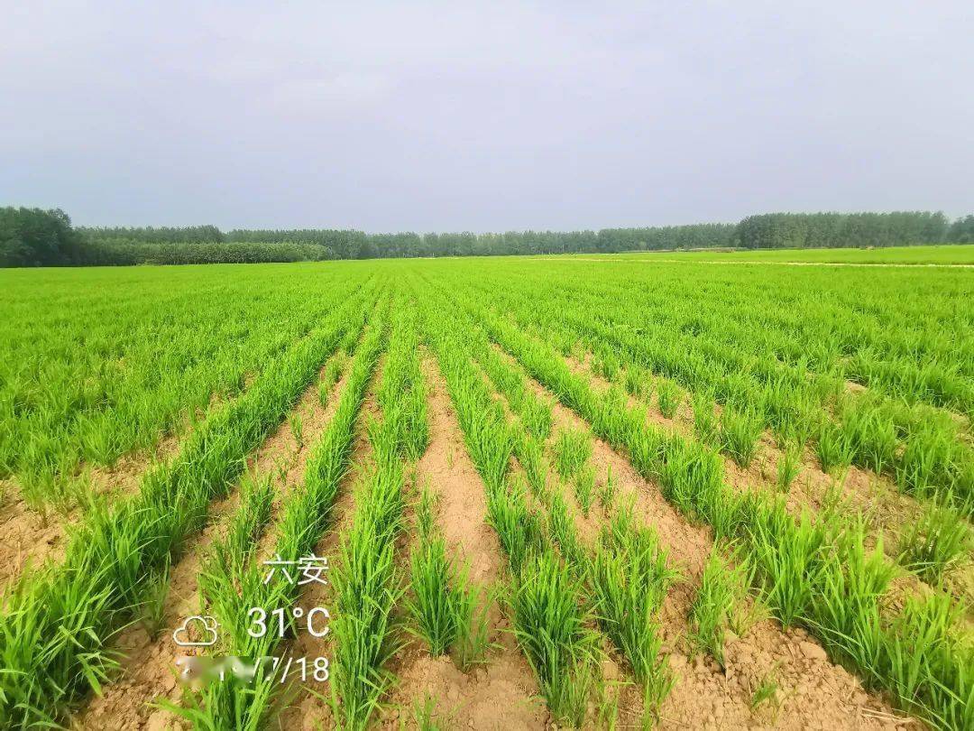 在同等产量水平下,籼型杂交节水抗旱稻"旱优73"较籼型杂交水稻"h优518