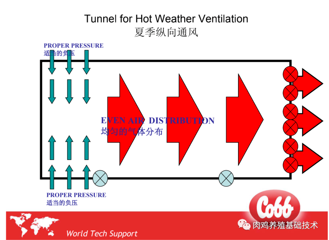 新思维养殖纵向通风及水帘的应用科宝cobb