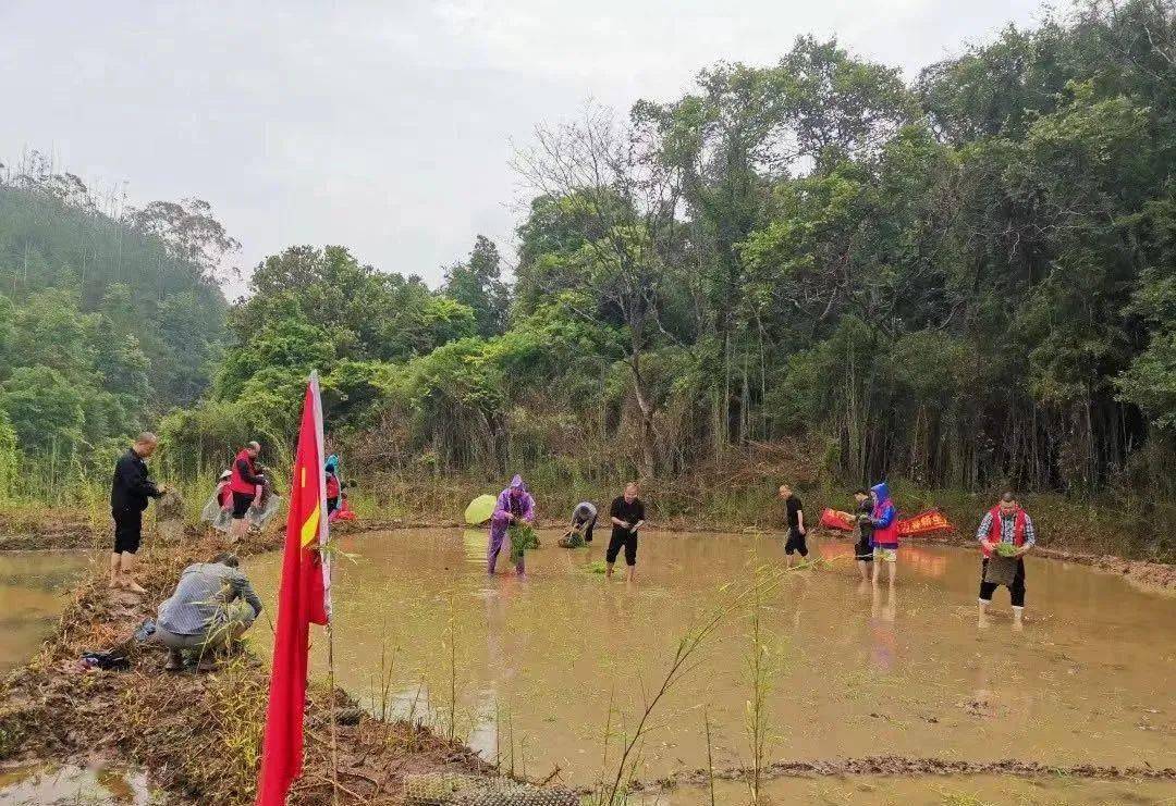 赣州三农寻乌县丹溪乡清溪村做强绿茶产业提升村庄颜值