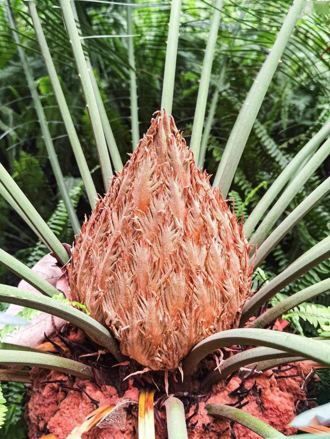 攀枝花一株苏铁树上开出了6朵花_开花_花头_高约