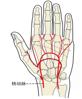 左手桡动脉位置的图示图片