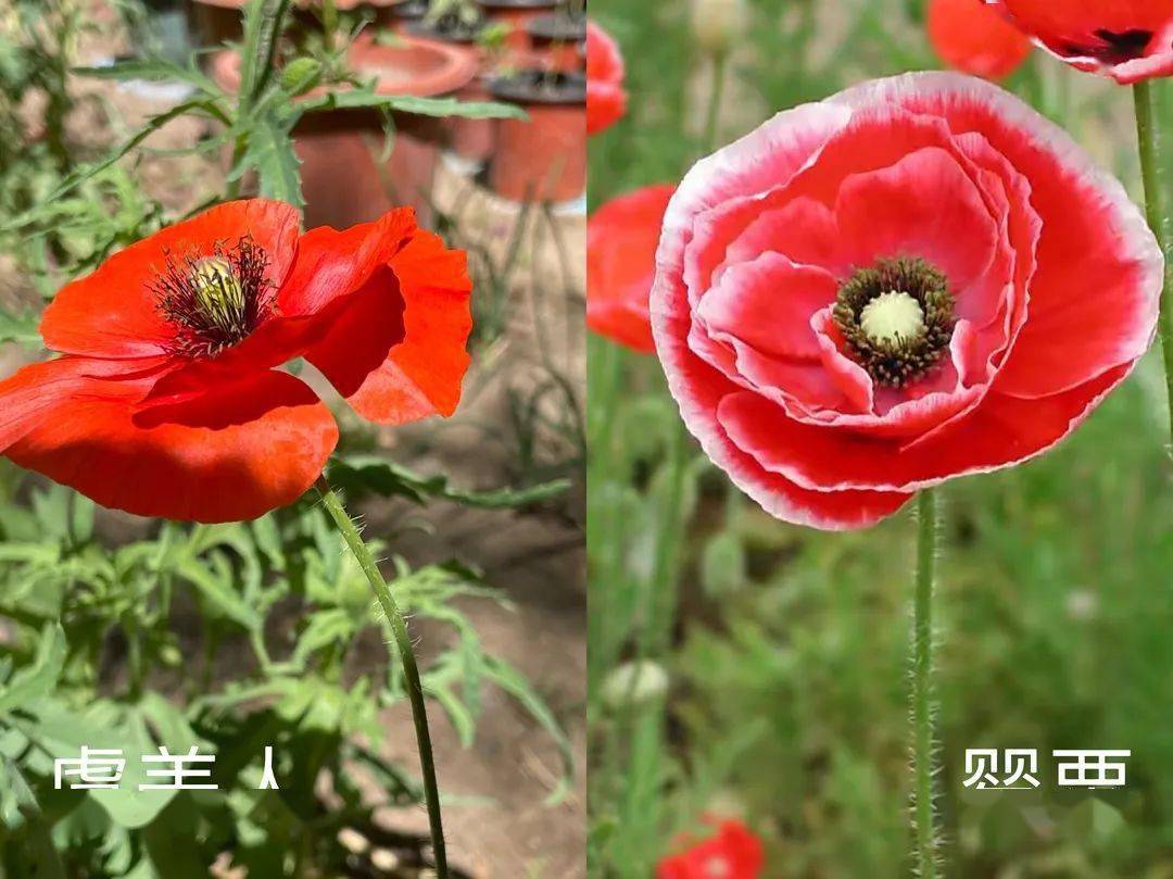 罂粟花朵较大,花径可达10厘米,花瓣有重瓣,质地厚实有光泽,以红色为主