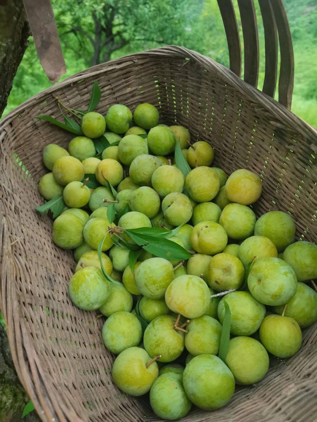 习水二郎的李子又熟了,比去年的便宜一半 ._农村_生活_小时候