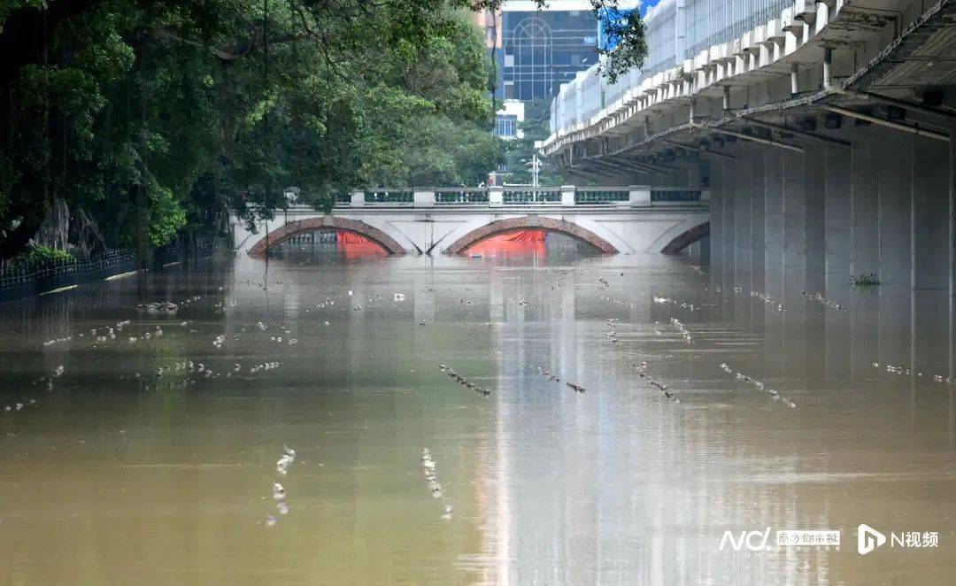 明天起退潮 →廣州未來一週暴雨…_珠江_高程_龍舟