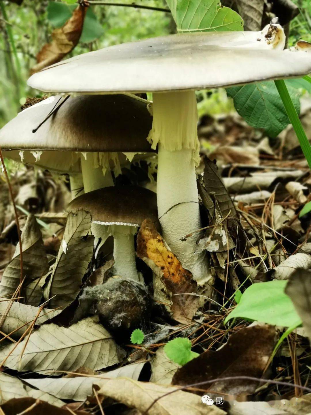 云南毒蘑菇种类图片