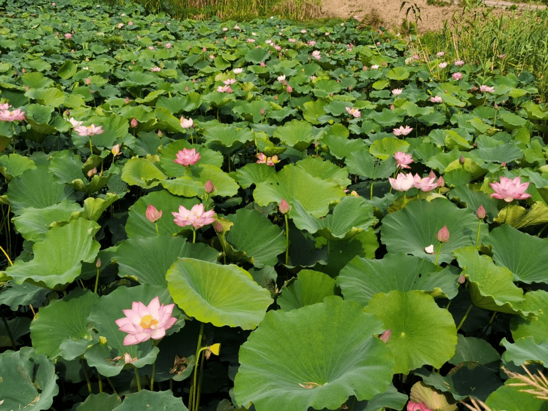 安徽人游安徽丨古镇荷花开亭亭出水来