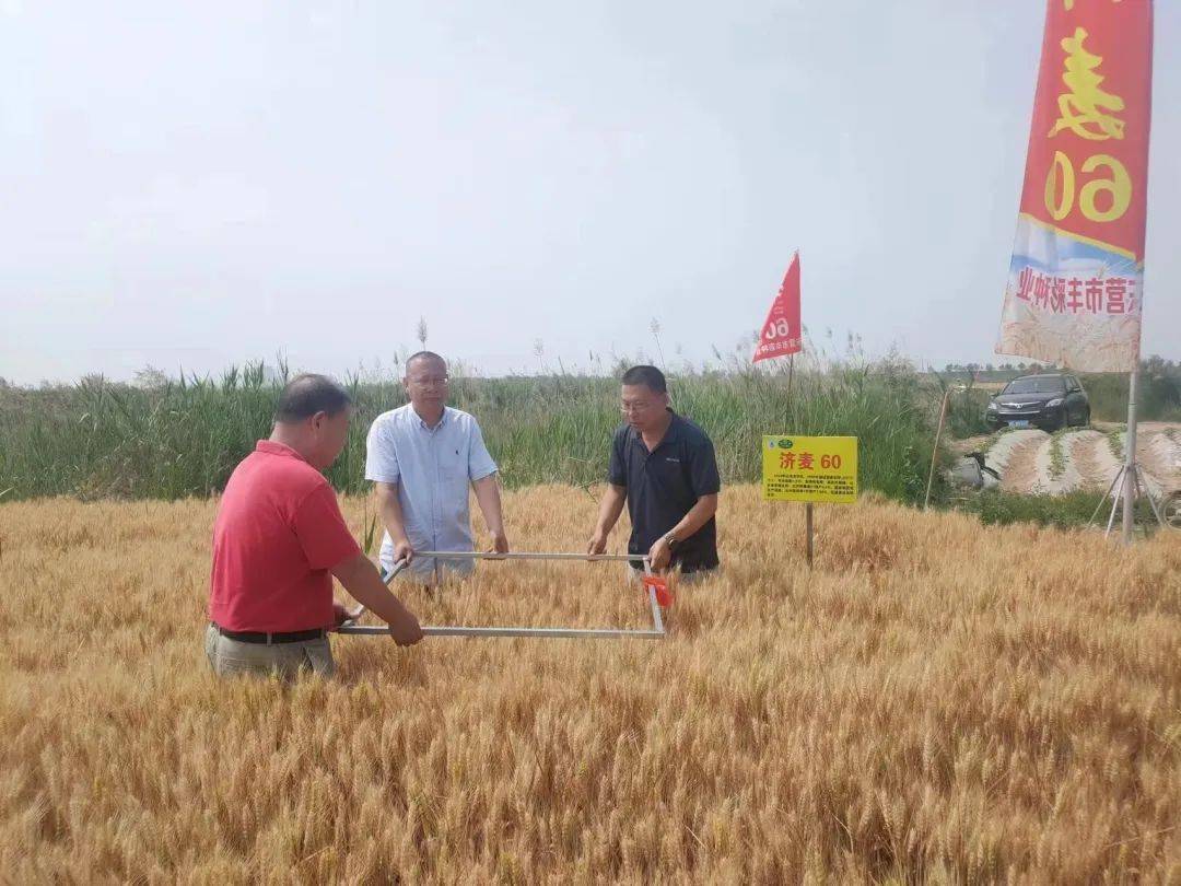 济麦23小麦种审定公告图片