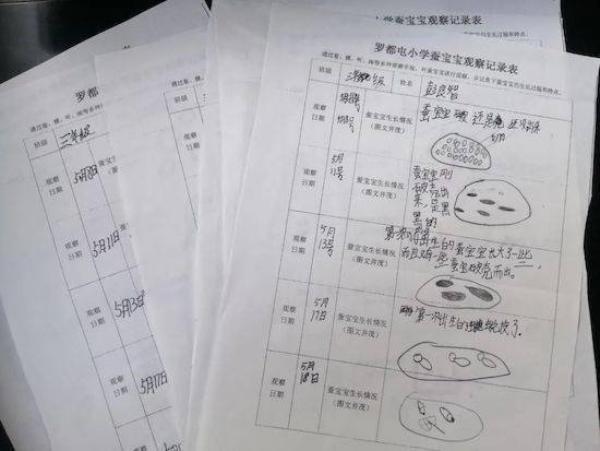 待你"破茧成蝶"……罗都屯学子养蚕记_蚕宝宝_劳动_活动