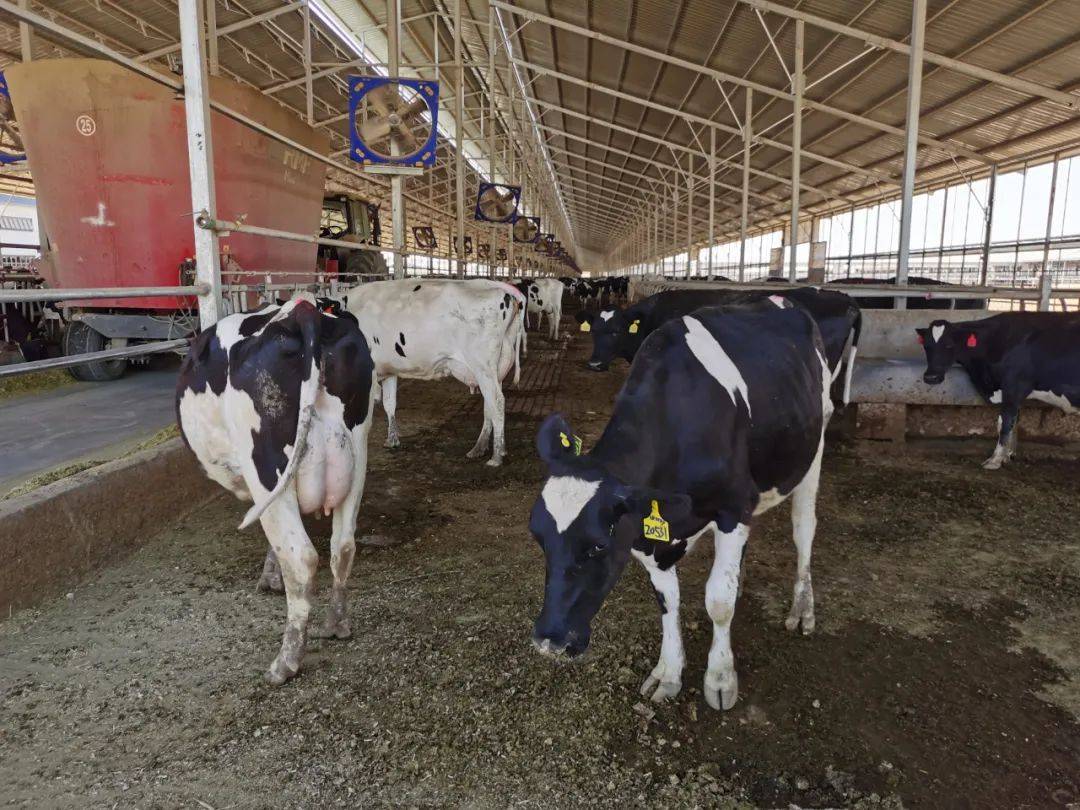 灵武农商行暖心服务贷动奶产业新发展