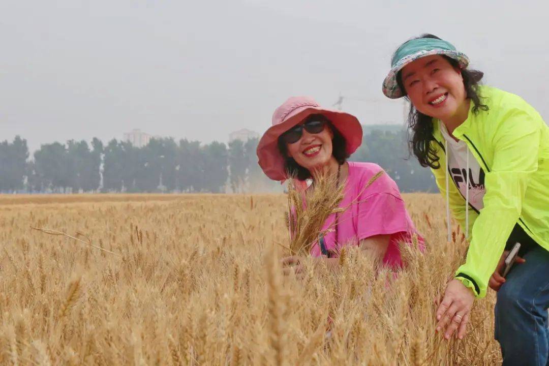 收麦子喽麦浪滚滚满地金黄通州梨园这片网红麦田喜迎收割